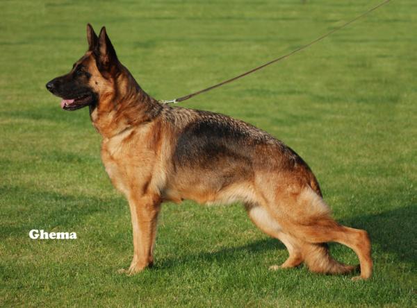 Nala vom Holtkämper Hof