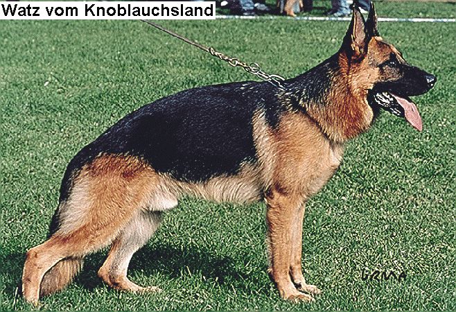 Watz vom Knoblauchsland