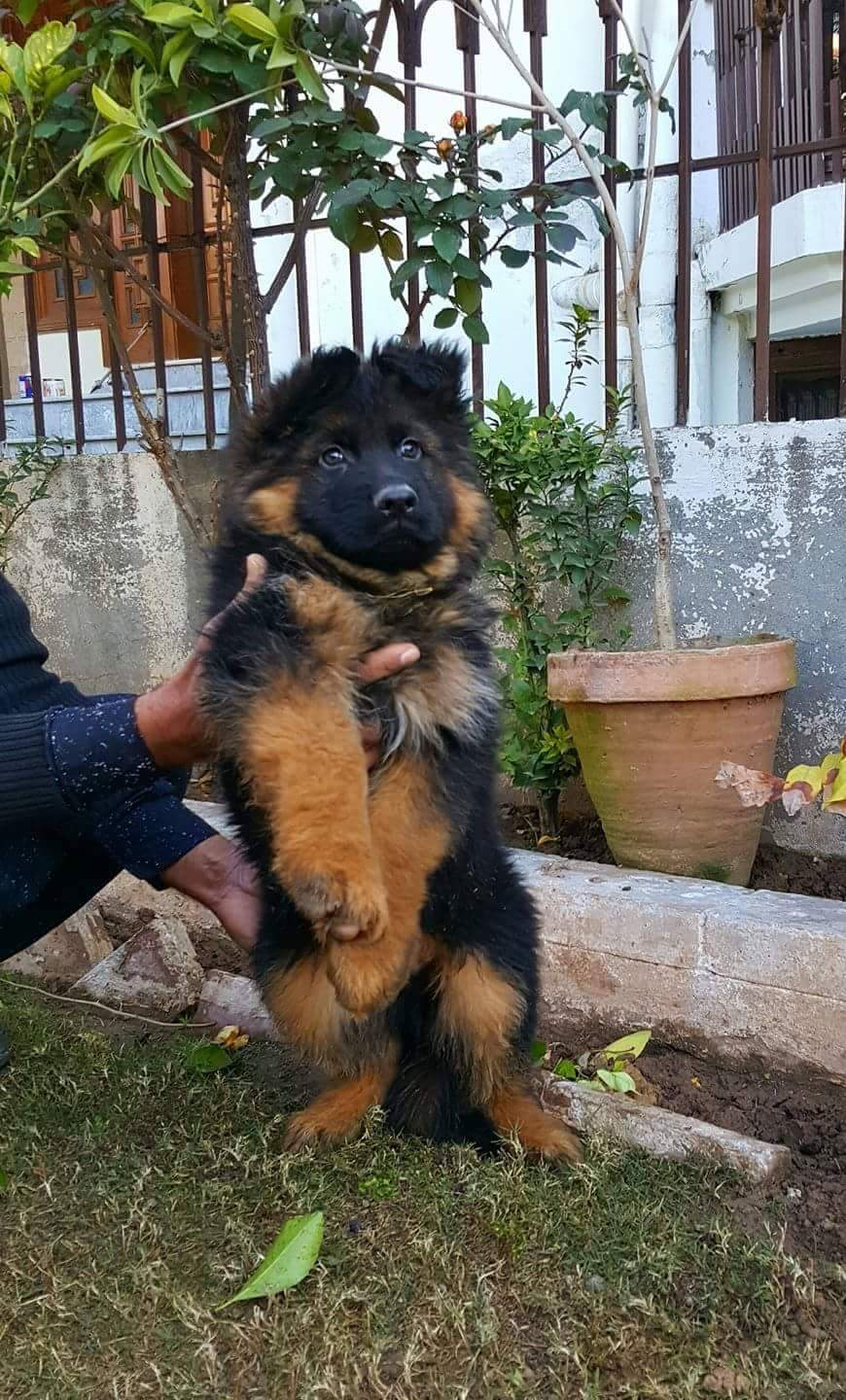 Champ vom Black Wolf