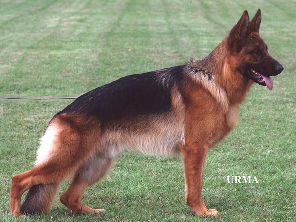 Canto vom Frankengold