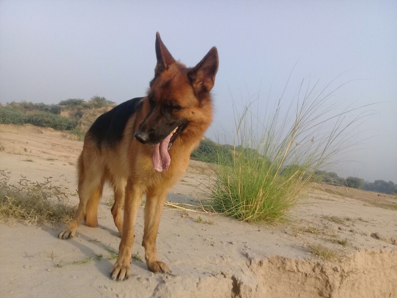 Lillet vom Sadanwali