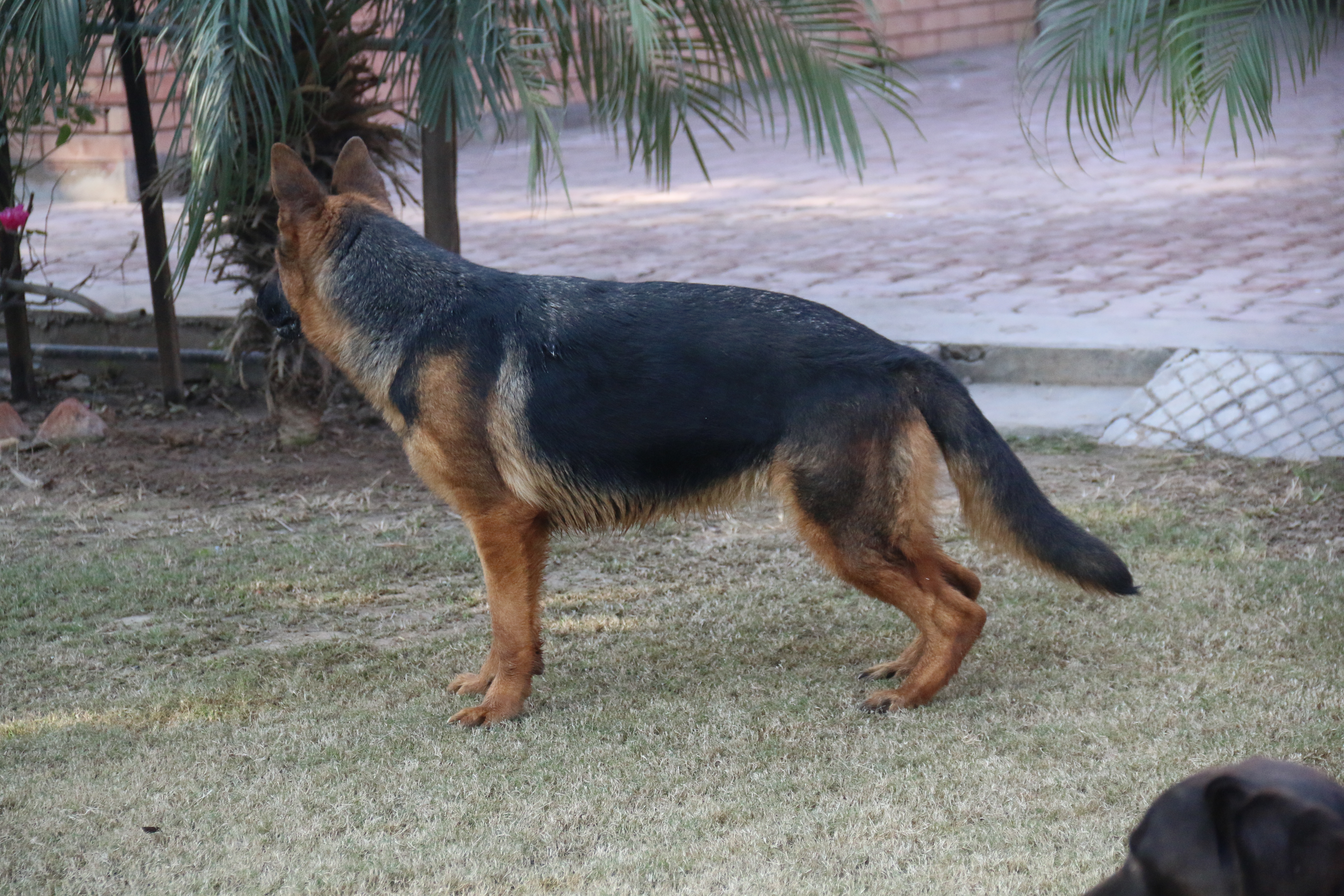 Diana vom Dulls Kennel