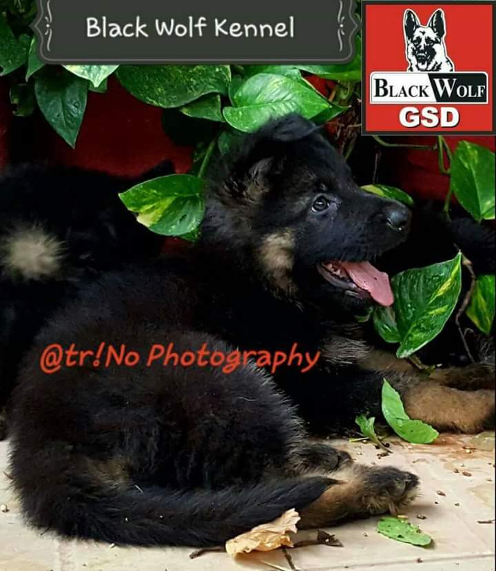 Image not found