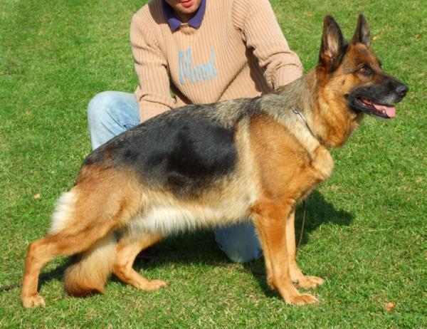 Puppe vom Messina (Ost)